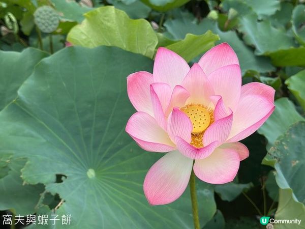 香港好去處 | 賞花 | 塱原自然生態公園 | 荷花 (上)