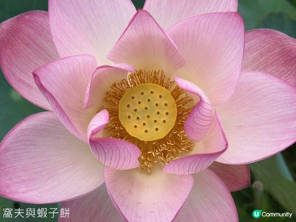 香港好去處 | 賞花 | 塱原自然生態公園 | 荷花 (上)