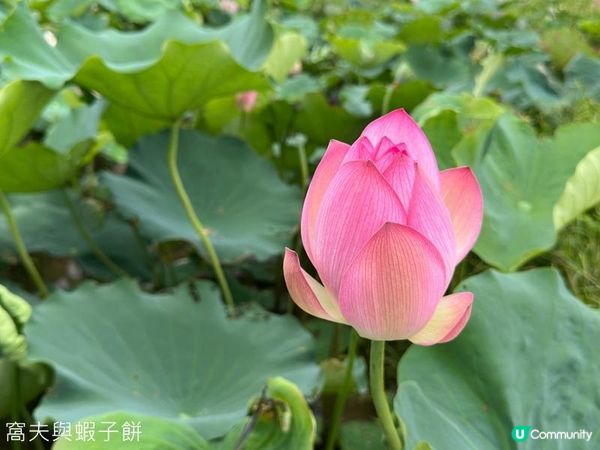 香港好去處 | 賞花 | 塱原自然生態公園 | 荷花 (上)