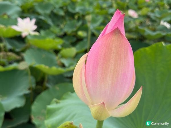 香港好去處 | 賞花 | 塱原自然生態公園 | 荷花 (上)
