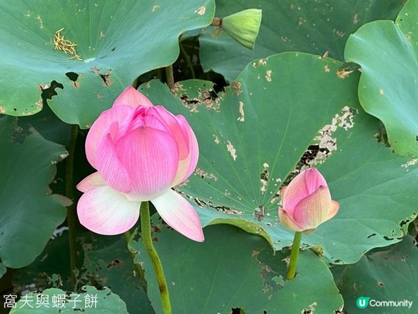 香港好去處 | 賞花 | 塱原自然生態公園 | 荷花 (上)