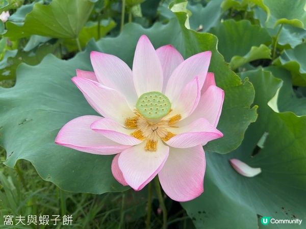 香港好去處 | 賞花 | 塱原自然生態公園 | 荷花 (上)