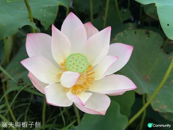 香港好去處 | 賞花 | 塱原自然生態公園 | 荷花 (上)