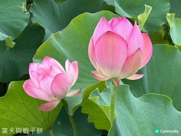 香港好去處 | 賞花 | 塱原自然生態公園 | 荷花 (上)