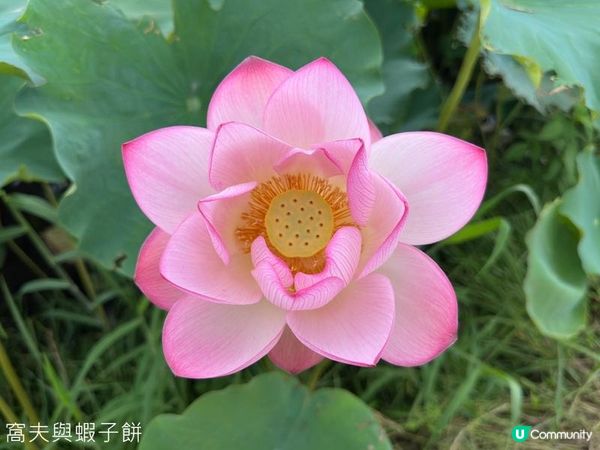 香港好去處 | 賞花 | 塱原自然生態公園 | 荷花 (上)
