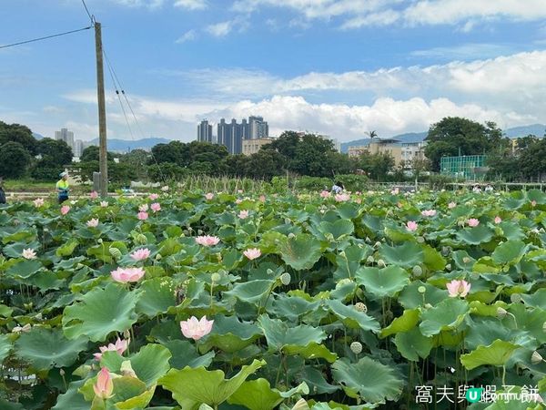 香港好去處 | 賞花 | 塱原自然生態公園 | 荷花 (上)