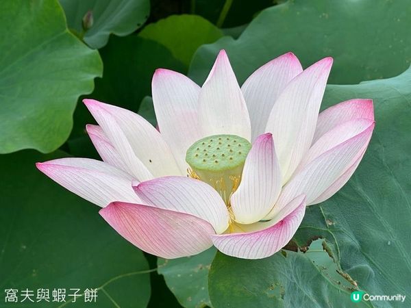香港好去處 | 賞花 | 塱原自然生態公園 | 荷花 (上)