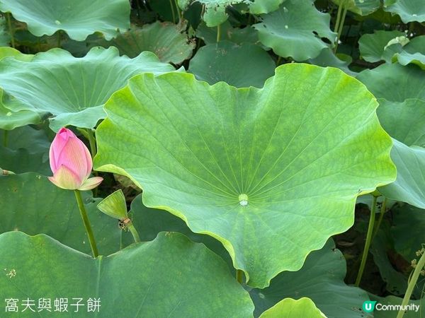 香港好去處 | 賞花 | 塱原自然生態公園 | 荷花 (上)