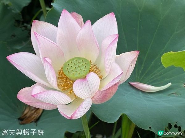 香港好去處 | 賞花 | 塱原自然生態公園 | 荷花 (上)