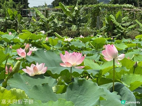 香港好去處 | 賞花 | 塱原自然生態公園 | 荷花 (上)