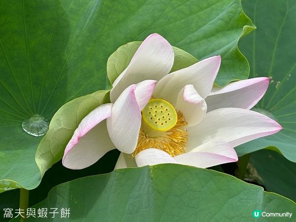 香港好去處 | 賞花 | 塱原自然生態公園 | 荷花 (上)