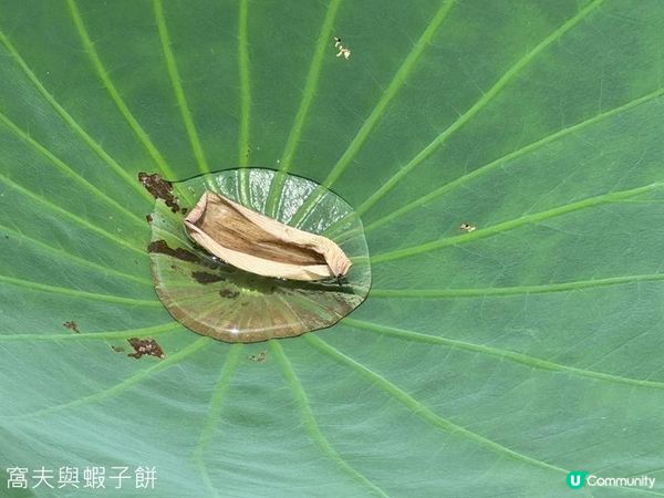 香港好去處 | 賞花 | 塱原自然生態公園 | 荷花 (上)