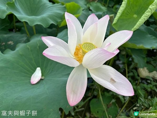 香港好去處 | 賞花 | 塱原自然生態公園 | 荷花 (下)