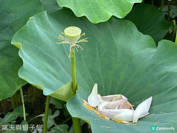 香港好去處 | 賞花 | 塱原自然生態公園 | 荷花 (下)