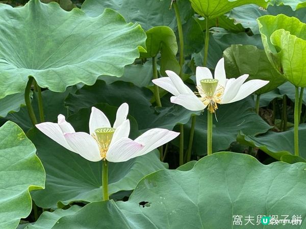 香港好去處 | 賞花 | 塱原自然生態公園 | 荷花 (下)