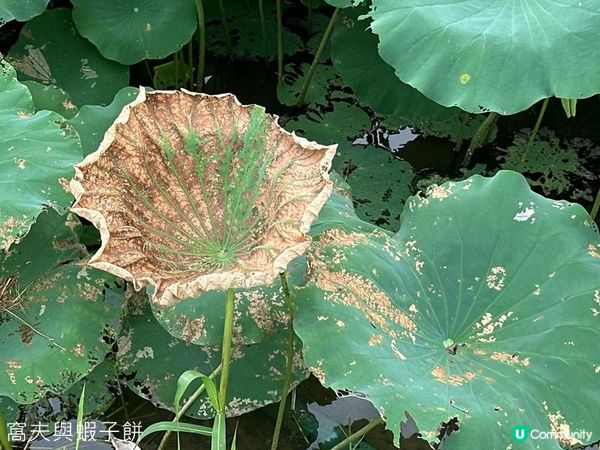 香港好去處 | 賞花 | 塱原自然生態公園 | 荷花 (下)