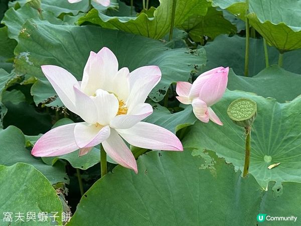 香港好去處 | 賞花 | 塱原自然生態公園 | 荷花 (下)