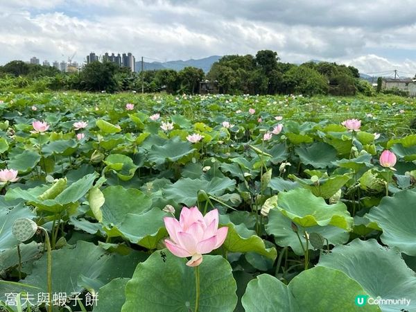 香港好去處 | 賞花 | 塱原自然生態公園 | 荷花 (下)