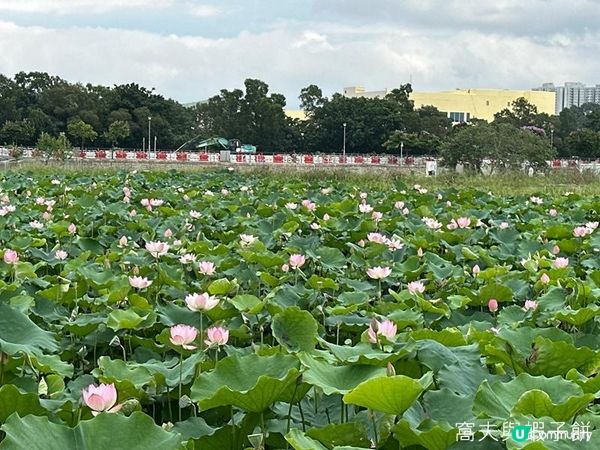 香港好去處 | 賞花 | 塱原自然生態公園 | 荷花 (下)