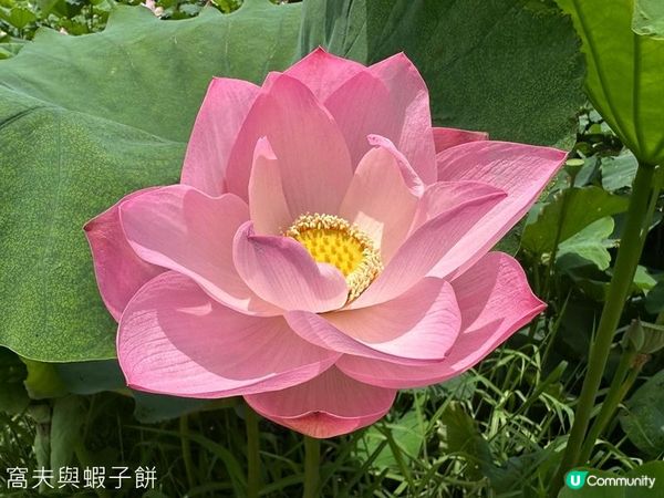 香港好去處 | 賞花 | 塱原自然生態公園 | 荷花 (下)
