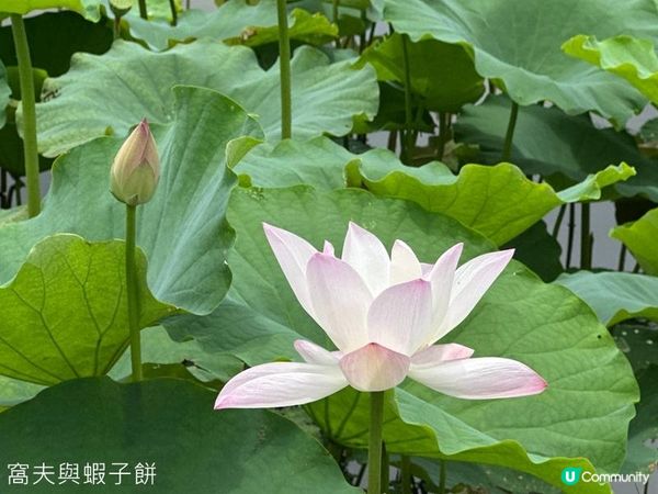 香港好去處 | 賞花 | 塱原自然生態公園 | 荷花 (下)