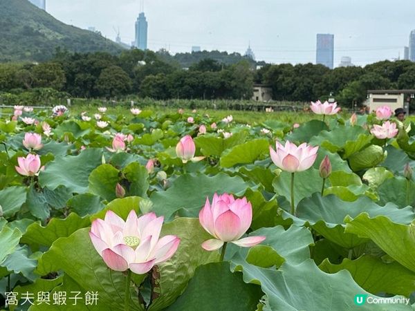 香港好去處 | 賞花 | 塱原自然生態公園 | 荷花 (下)