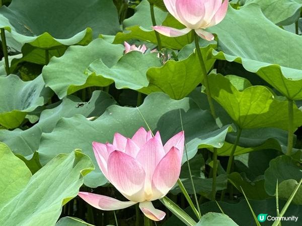 香港好去處 | 賞花 | 塱原自然生態公園 | 荷花 (下)