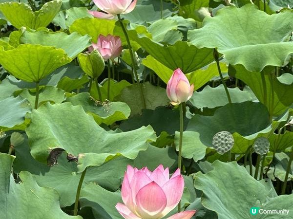 香港好去處 | 賞花 | 塱原自然生態公園 | 荷花 (下)