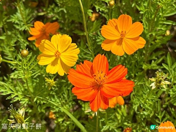 香港好去處 | 賞花 | 塱原自然生態公園 | 荷花 (下)