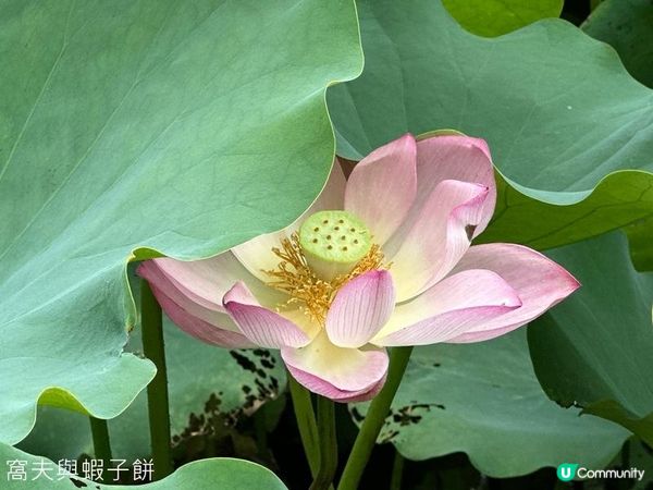 香港好去處 | 賞花 | 塱原自然生態公園 | 荷花 (下)