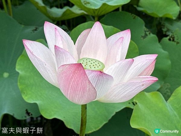 香港好去處 | 賞花 | 塱原自然生態公園 | 荷花 (下)