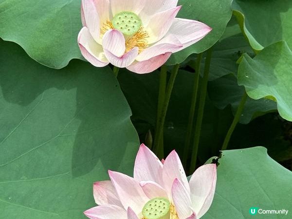 香港好去處 | 賞花 | 塱原自然生態公園 | 荷花 (下)