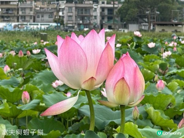 香港好去處 | 賞花 | 塱原自然生態公園 | 荷花 (下)