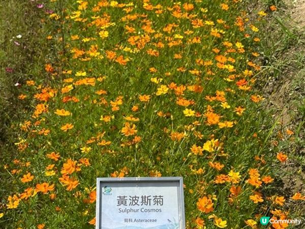 香港好去處 | 賞花 | 塱原自然生態公園 | 荷花 (下)