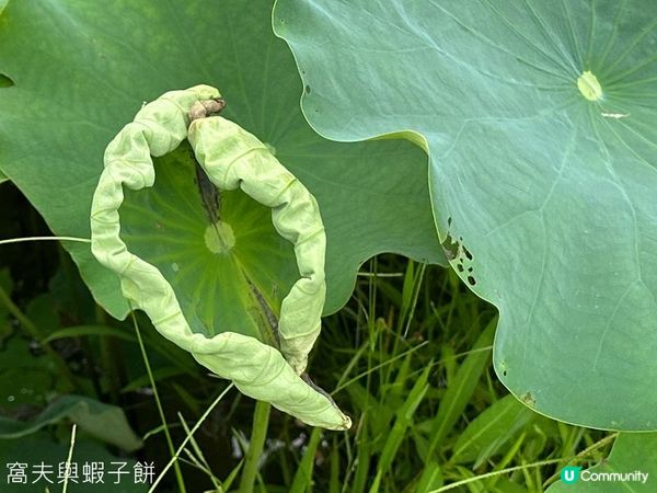 香港好去處 | 賞花 | 塱原自然生態公園 | 荷花 (下)