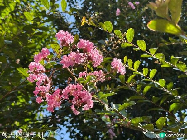 香港好去處 | 賞花 | 志蓮淨苑 | 蓮花