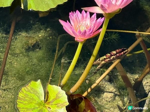 香港好去處 | 賞花 | 志蓮淨苑 | 蓮花