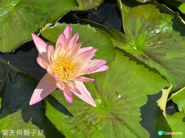 香港好去處 | 賞花 | 志蓮淨苑 | 蓮花