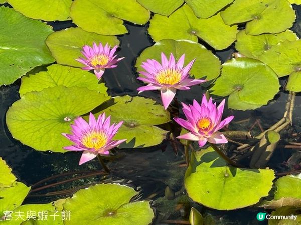 香港好去處 | 賞花 | 志蓮淨苑 | 蓮花