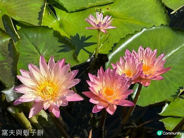 香港好去處 | 賞花 | 志蓮淨苑 | 蓮花