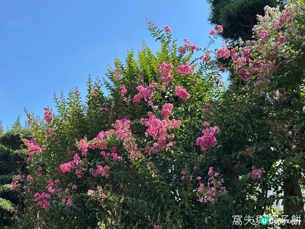 香港好去處 | 賞花 | 志蓮淨苑 | 蓮花