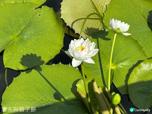 香港好去處 | 賞花 | 志蓮淨苑 | 蓮花