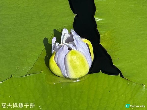 香港好去處 | 賞花 | 志蓮淨苑 | 蓮花