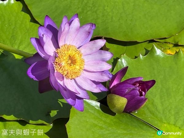 香港好去處 | 賞花 | 志蓮淨苑 | 蓮花