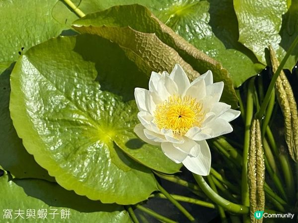 香港好去處 | 賞花 | 志蓮淨苑 | 蓮花