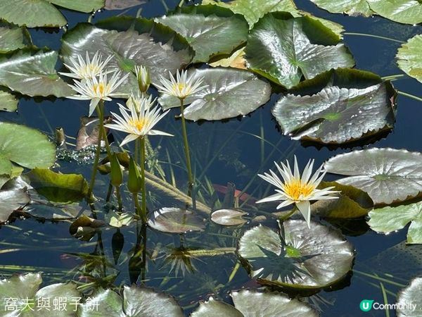 香港好去處 | 賞花 | 志蓮淨苑 | 蓮花