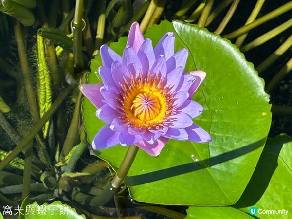 香港好去處 | 賞花 | 志蓮淨苑 | 蓮花