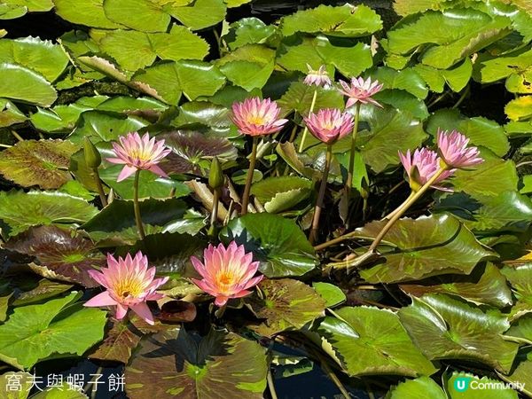 香港好去處 | 賞花 | 志蓮淨苑 | 蓮花