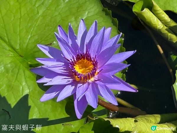 香港好去處 | 賞花 | 志蓮淨苑 | 蓮花