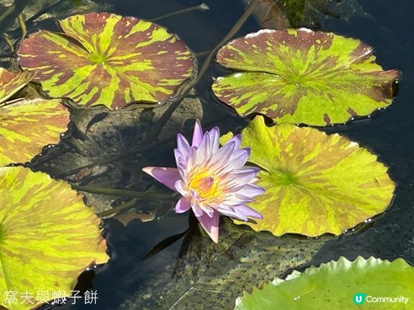 香港好去處 | 賞花 | 志蓮淨苑 | 蓮花